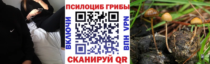 Купить  Звенигово  Галлюциногенные грибы Magic Shrooms 